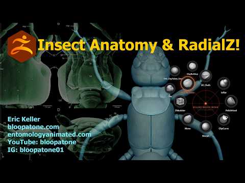 Sculpting Insect Anatomy: Earwig Part 7