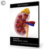 Dosch Design | DOSCH 3D: Medical Details - Kidney