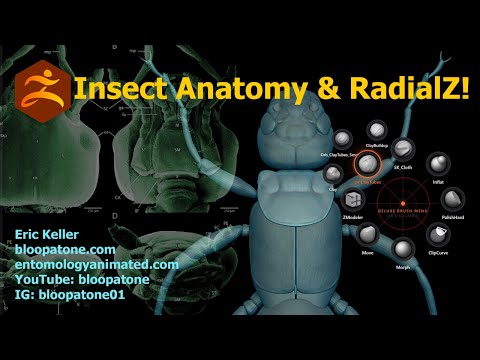 Insect Anatomy Sculpting with Eric Keller: Earwig Mouth Part 6