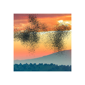 Creation Effects | Flocks